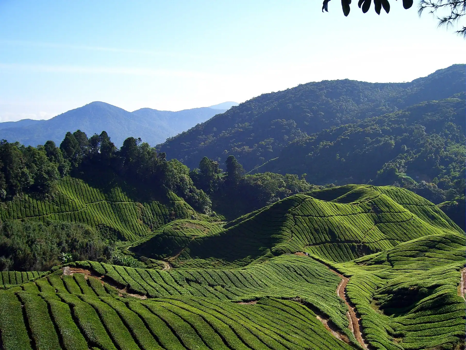 Tea terraces running across the hills of the Cameron Highlands