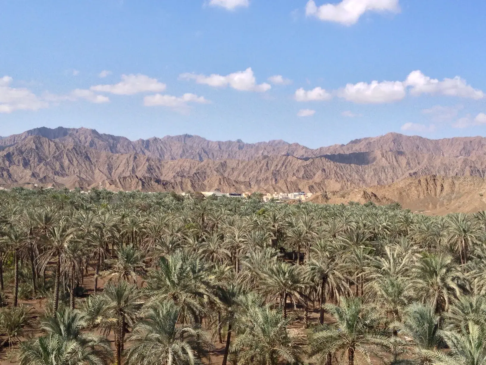 Date palms below the Hajar mountains at Fujairah