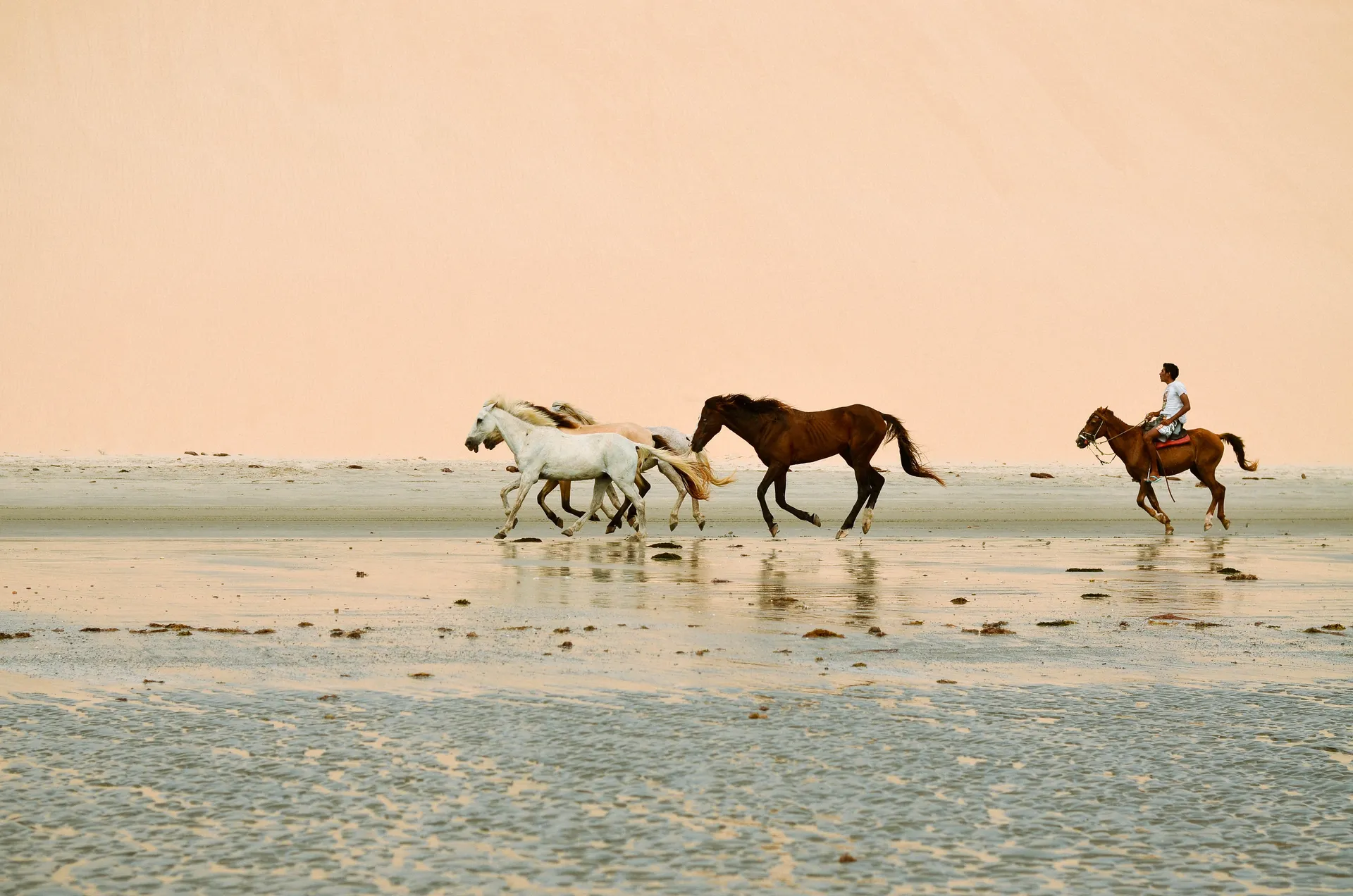Horses on the beach below the dunes at Jericoacoara, Brazil