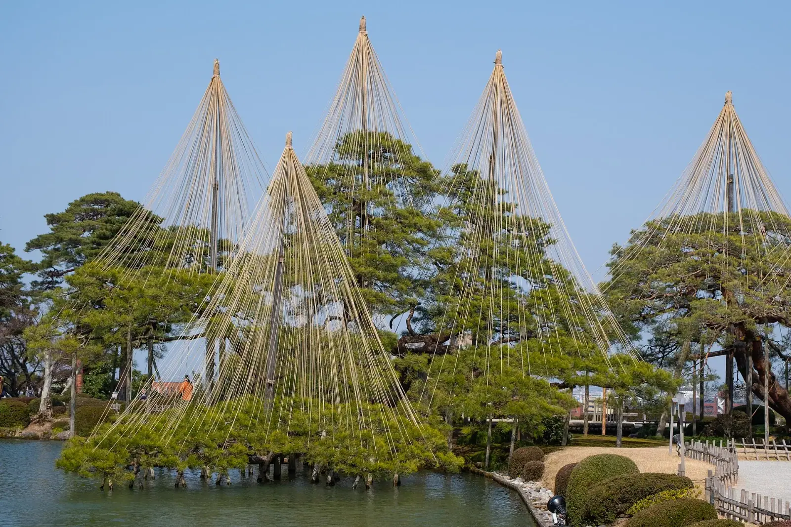 Yukitsuri rope-supported pine trees over the pond at Kenroku-en garden, Kanazawa