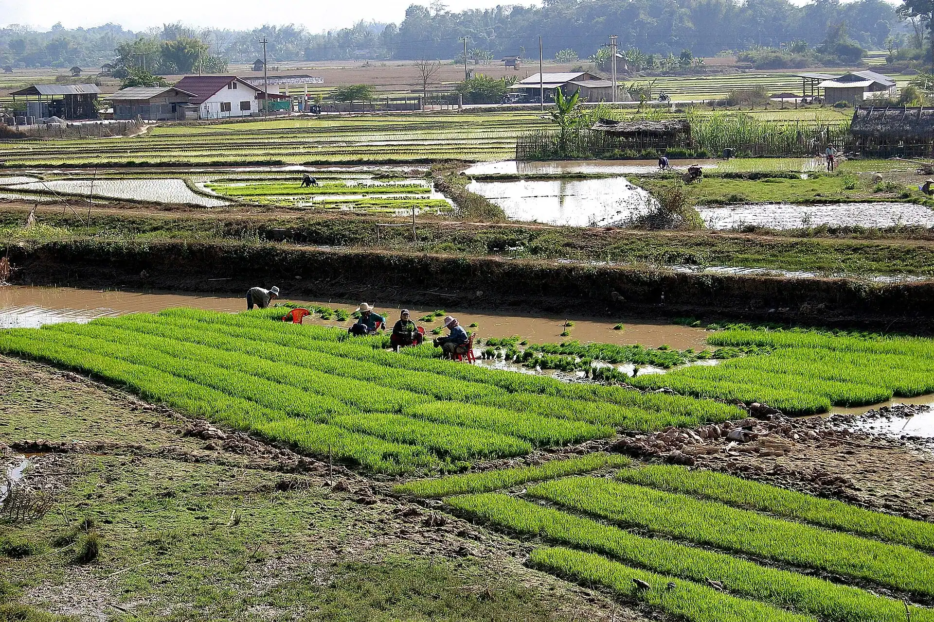 Rice terraces in the valley at Luang Namtha