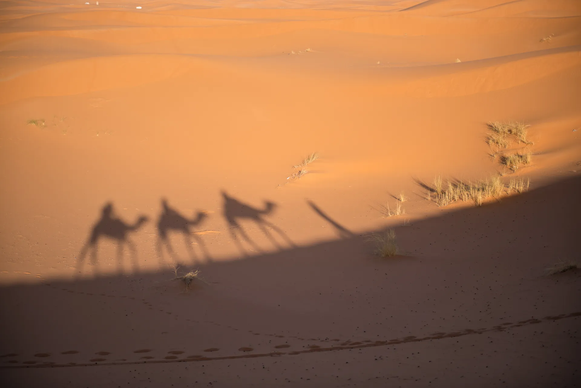 Camel trek shadows on the Erg Chebbi dunes near Merzouga, Morocco