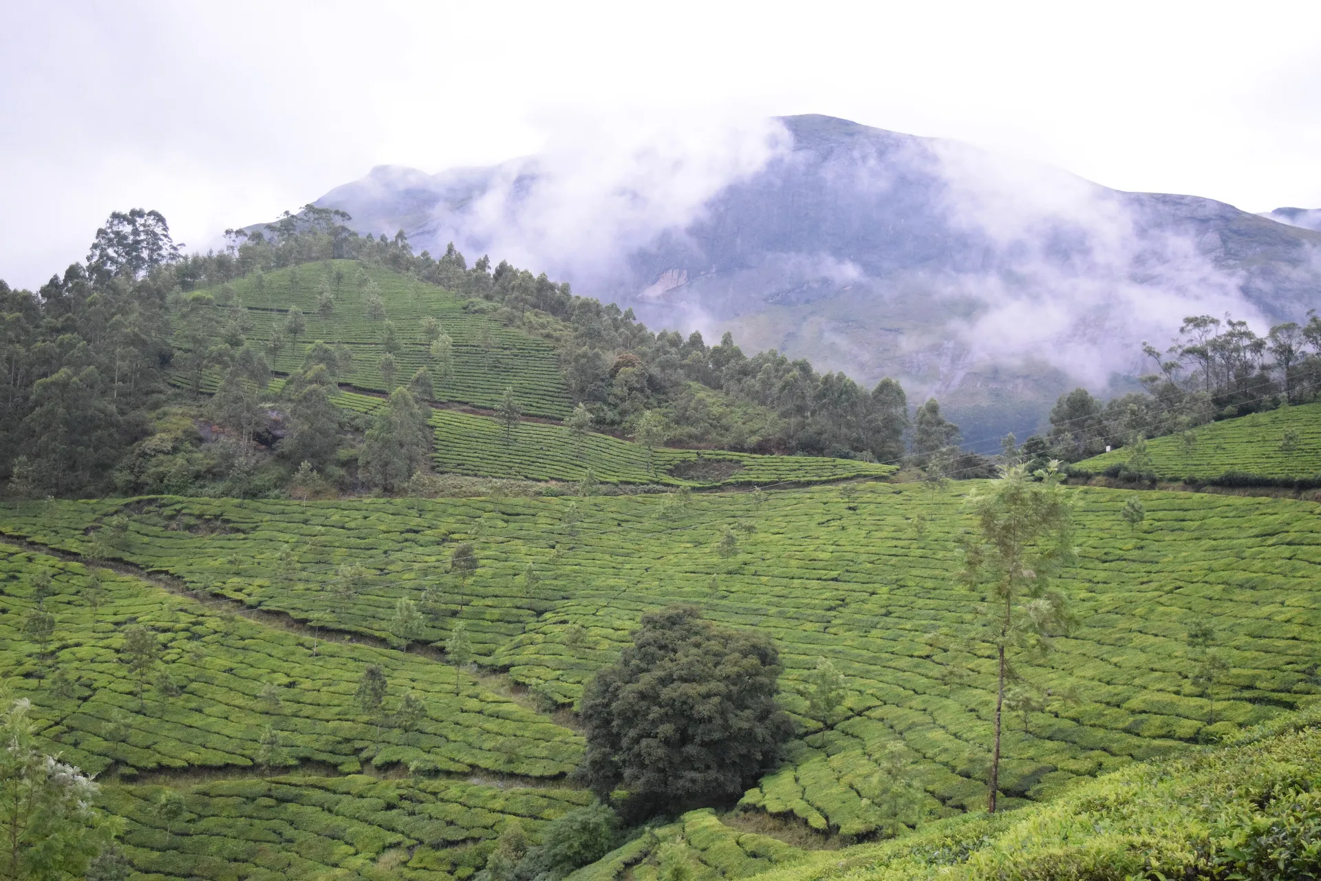 Rolling tea plantations and misty peaks around Munnar, Kerala