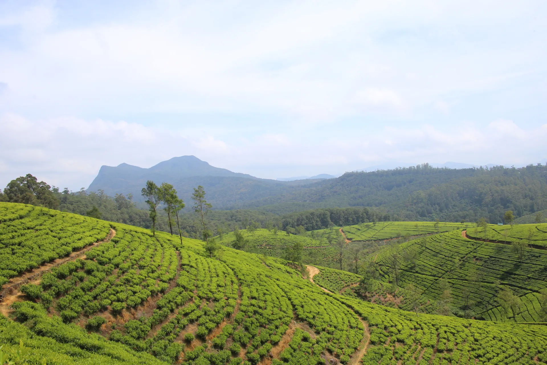 The tea plantations of Nuwara Eliya, Sri Lanka
