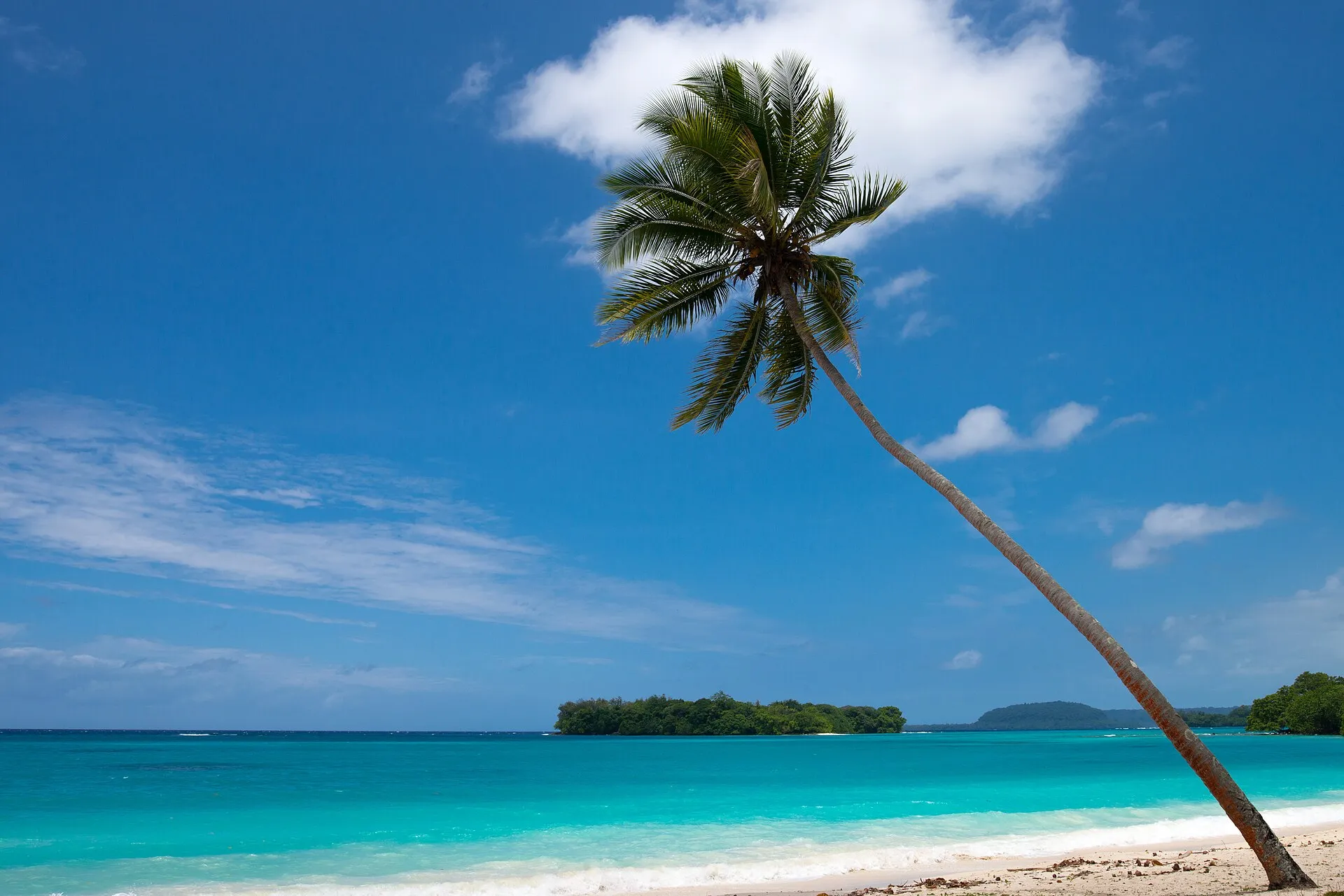 The beach at Port Vila with a leaning palm over the water
