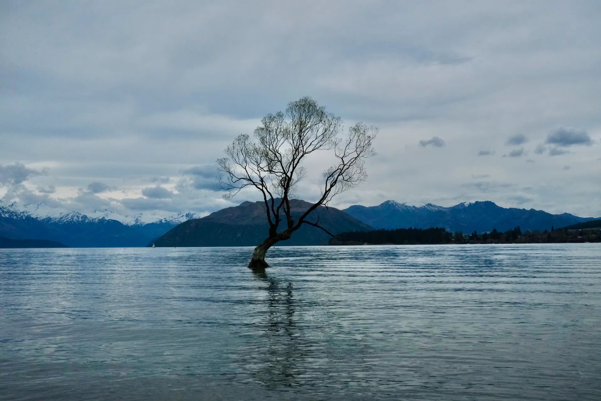 That Wanaka Tree in Lake Wanaka, New Zealand